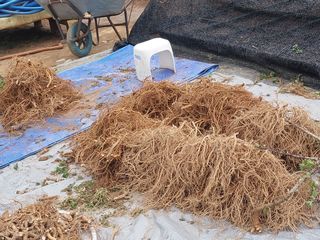 서산팔봉농원님의 자유주제 · 자유게시판 작성글 사진