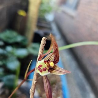 중촌님의 🌱내 작물 자랑하기! · 참여글 작성글 사진