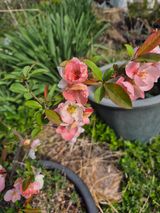 팜모닝 🌱내 작물 자랑하기!·참여글 게시글 이미지