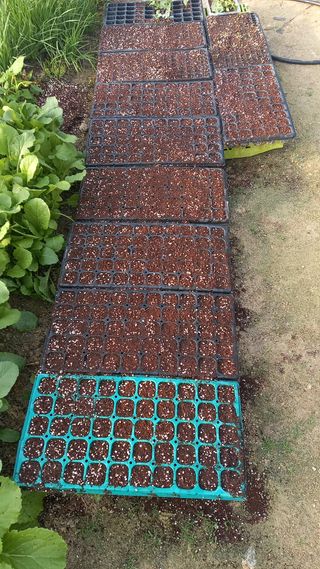 마에스타님의 🌱내 작물 자랑하기! · 참여글 작성글 사진