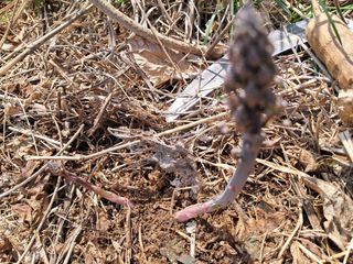 조명희님의 자유주제 · 자유게시판 작성글 사진