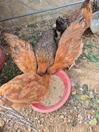 농부님.모두.모두힘님의 🌱내 작물 자랑하기! · 참여글 작성글 사진