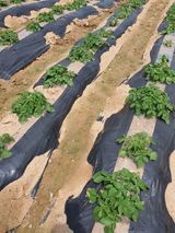 팜모닝 🌱내 작물 자랑하기!·참여글 게시글 이미지