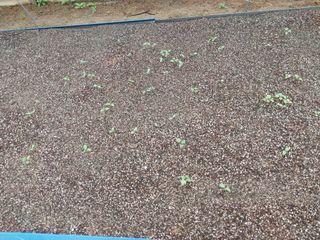 서산팔봉농원님의 자유주제 · 자유게시판 작성글 사진