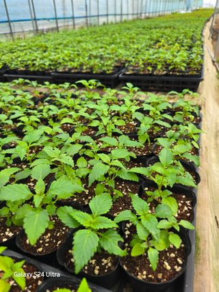 약초원 김종군님의 🌱내 작물 자랑하기! · 참여글 작성글 사진