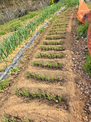 은철농장님의 🌱내 작물 자랑하기! · 참여글 작성글 사진