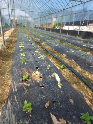 제주농부님의 🌱내 작물 자랑하기! · 참여글 작성글 사진