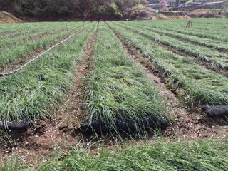 병풍취산채농원님의 자유주제 · 자유게시판 작성글 사진