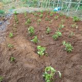 팜모닝 자유주제·자유게시판 게시글 이미지