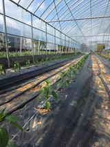 팜모닝 🌱내 작물 자랑하기!·참여글 게시글 이미지