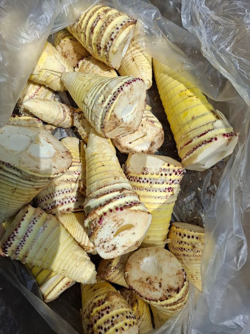 장터 상품 [해풍맞은. 죽순5키로] 썸네일