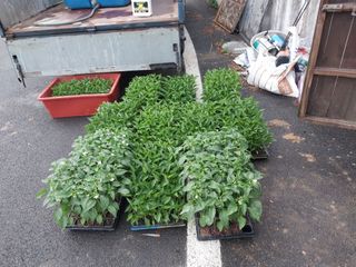 영수농원님의 자유주제 · 자유게시판 작성글 사진