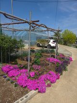 제주농부님의 🌱내 작물 자랑하기!·참여글 작성글 사진