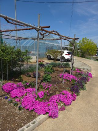 제주농부님의 🌱내 작물 자랑하기! · 참여글 작성글 사진