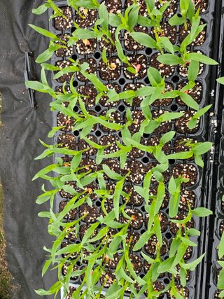 김제일주농장님의 자유주제 · 자유게시판 작성글 사진