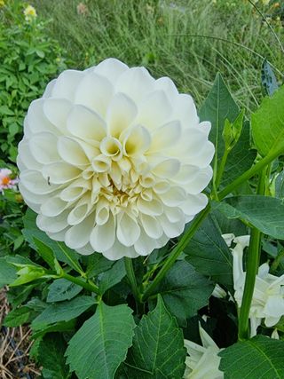 역전평리이광재님의 자유주제 · 자유게시판 작성글 사진