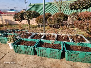 송아지님의 🌱내 작물 자랑하기! · 참여글 작성글 사진