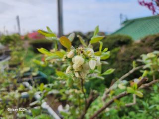 송아지님의 🌱내 작물 자랑하기! · 참여글 작성글 사진