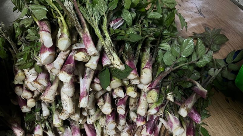 장터 상품 [땅두릅1kg] 썸네일