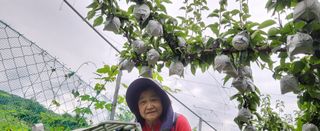 안동주님의 🌱내 작물 자랑하기! · 참여글 작성글 사진