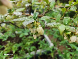 송아지님의 🌱내 작물 자랑하기! · 참여글 작성글 사진