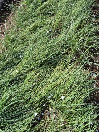 병풍취산채농원님의 자유주제 · 자유게시판 작성글 사진