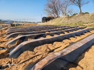 송아지님의 🌱내 작물 자랑하기! · 참여글 작성글 사진