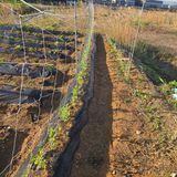 박왕현님의 🌱내 작물 자랑하기!·참여글 작성글 사진