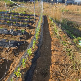 박왕현님의 🌱내 작물 자랑하기! · 참여글 작성글 사진