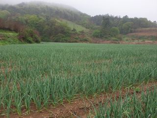 낙엽교목류12587님의 🌱내 작물 자랑하기! · 참여글 작성글 사진
