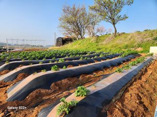 송아지님의 🌱내 작물 자랑하기! · 참여글 작성글 사진