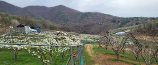 안동주님의 🌱내 작물 자랑하기! · 참여글 작성글 사진