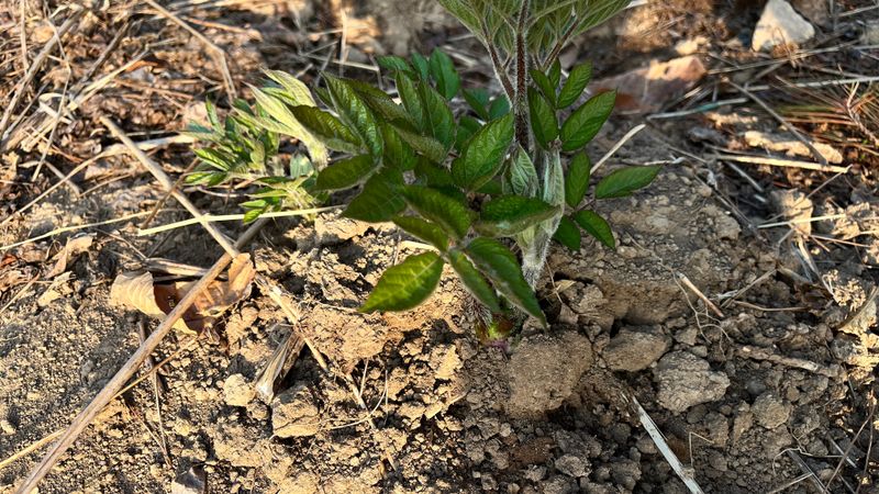 꿈 잇는 마을님의 장터 판매 상품 [땅두릅1kg] 첨부 사진