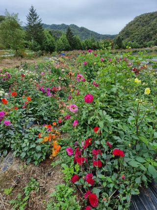 역전평리이광재님의 자유주제 · 자유게시판 작성글 사진
