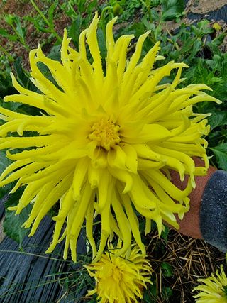 역전평리이광재님의 자유주제 · 자유게시판 작성글 사진