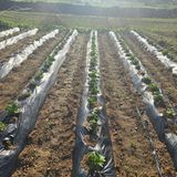 박왕현님의 🌱내 작물 자랑하기!·참여글 작성글 사진