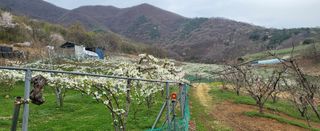 안동주님의 🌱내 작물 자랑하기!·참여글 작성글 사진