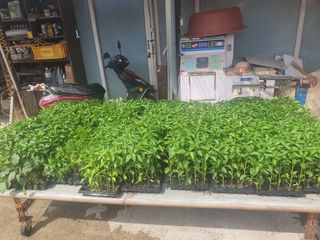 옥천서화농님의 자유주제 · 자유게시판 작성글 사진