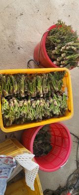 안동주님의 🌱내 작물 자랑하기!·참여글 작성글 사진