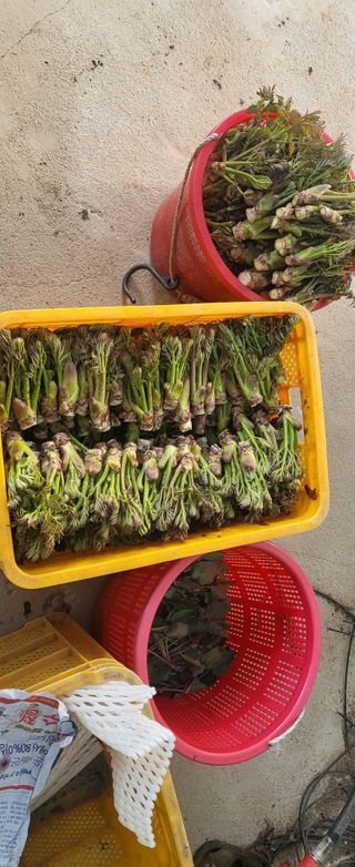 안동주님의 🌱내 작물 자랑하기! · 참여글 작성글 사진