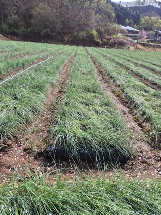 병풍취산채농원님의 자유주제 · 자유게시판 작성글 사진