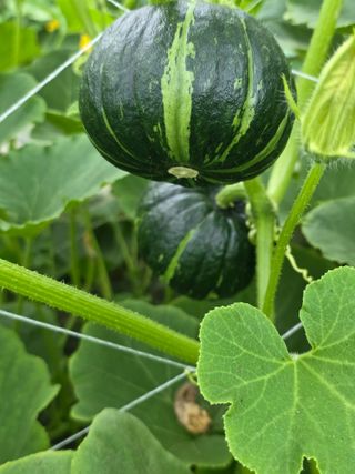 빛그린 김용화님의 자유주제 · 자유게시판 작성글 사진