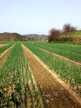 팜모닝 🌱내 작물 자랑하기!·참여글 게시글 이미지