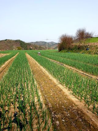 낙엽교목류12587님의 🌱내 작물 자랑하기! · 참여글 작성글 사진