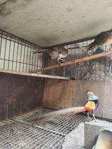 팜모닝 자유주제·자유게시판 게시글 이미지