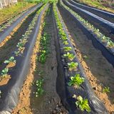 팜모닝 🌱내 작물 자랑하기!·참여글 게시글 이미지