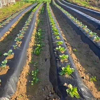 박왕현님의 🌱내 작물 자랑하기!·참여글 작성글 사진