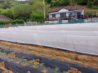 영수농원님의 자유주제 · 자유게시판 작성글 사진