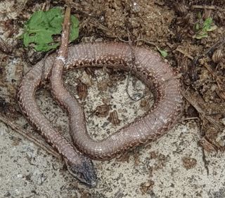 함영숙 님의 자유주제 · 자유게시판 작성글 사진