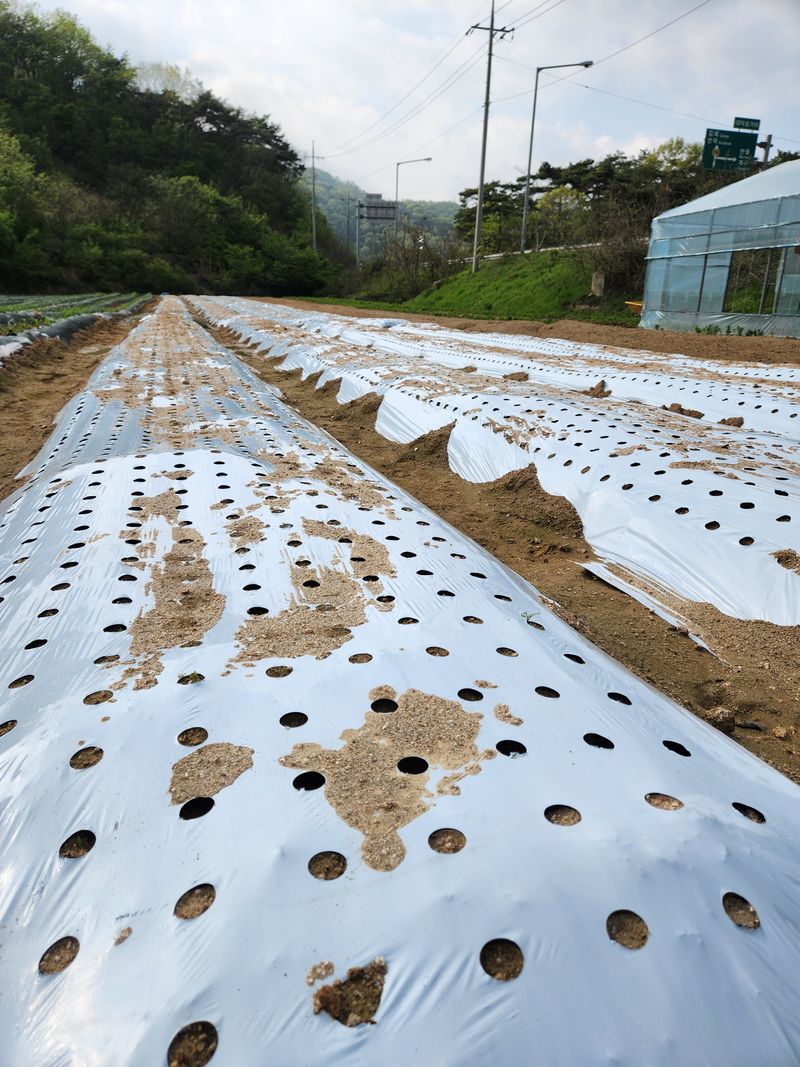 약도라지6018님의 장터 판매 상품 [약도라지 씨앗 판매완료 ] 첨부 사진